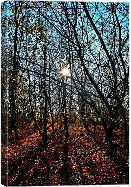Autumn sun in the forest Canvas Print by Natalie Foskett