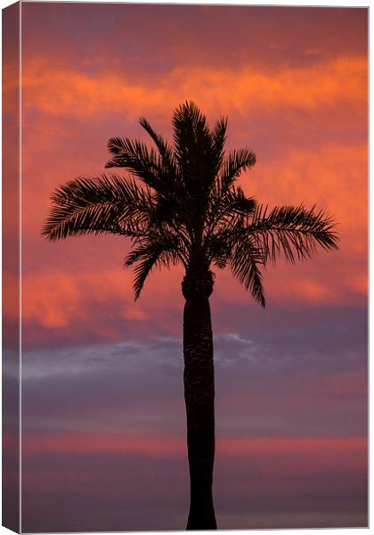 Palm Silhouette Canvas Print by I Burns