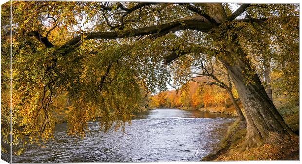 Autumn, River Don Canvas Print by Mike Stephen