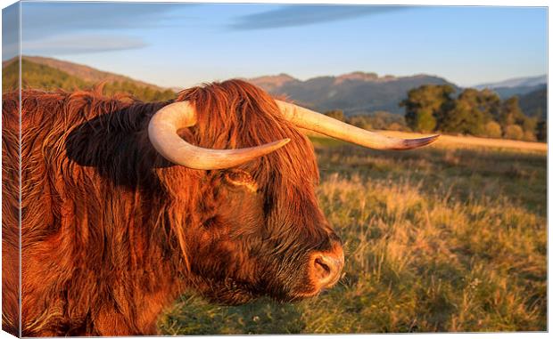 Highland Cow Canvas Print by Mike Stephen