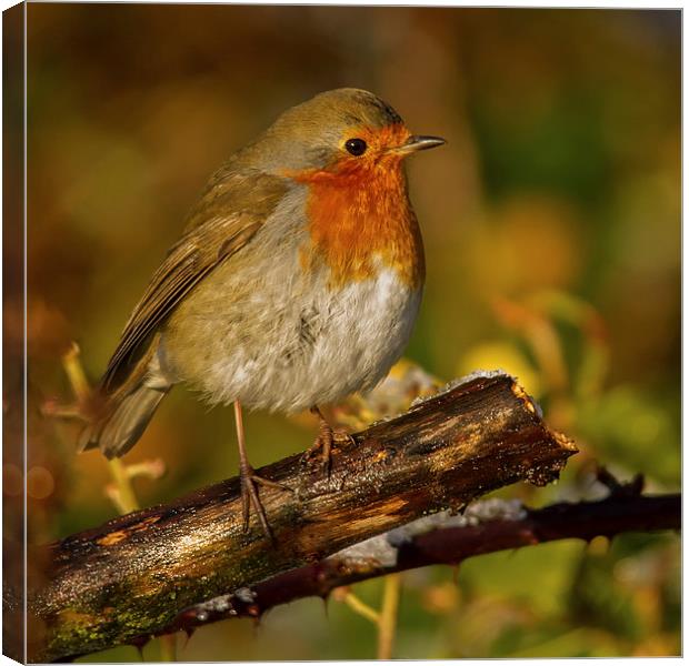 Winter Robin Canvas Print by Mike Stephen