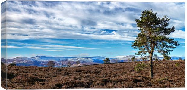 View From Scolty Hill Canvas Print by Mike Stephen
