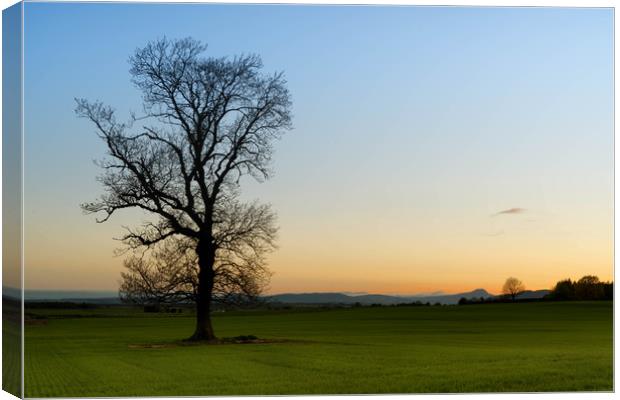 Lone Tree Canvas Print by Mike Stephen