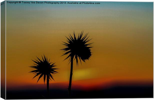 Thistles at Dusk Canvas Print by Tracey Yeo