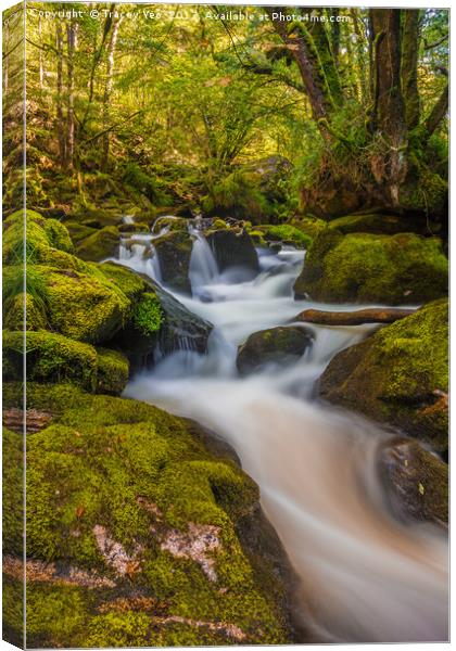 Golitha Falls.  Canvas Print by Tracey Yeo