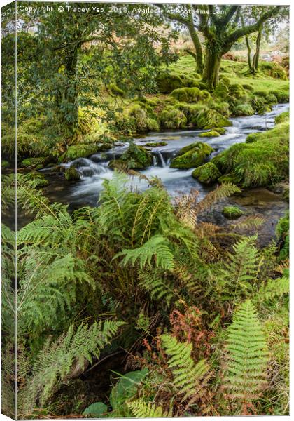 Flowing Beside The Ferns. Canvas Print by Tracey Yeo