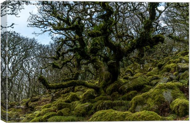 Wistmans Wood Dartmoor. Canvas Print by Tracey Yeo