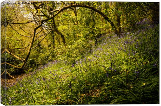 Sunlit Bluebells Canvas Print by Tracey Yeo