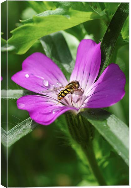 Hoverfly on corncockle Canvas Print by Brian Fry