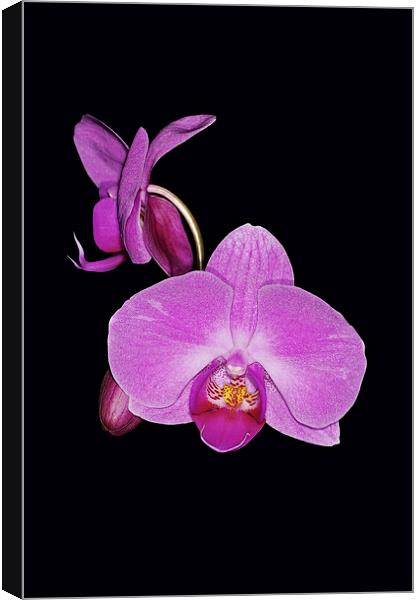 Exotic Orchid Canvas Print by Brian Fry