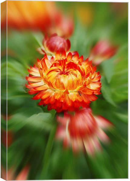 Floral fireburst Canvas Print by Brian Fry