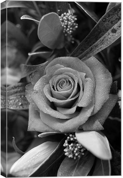 Perfection in black and white Canvas Print by Brian Fry