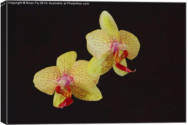 Beautiful Yellow Orchid Canvas Print by Brian Fry
