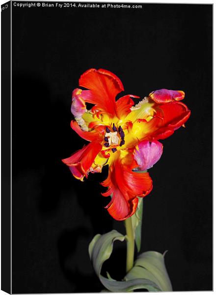 Beautiful Parrot Tulip Canvas Print by Brian Fry
