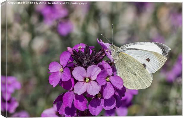 Large white butterfly Canvas Print by Brian Fry