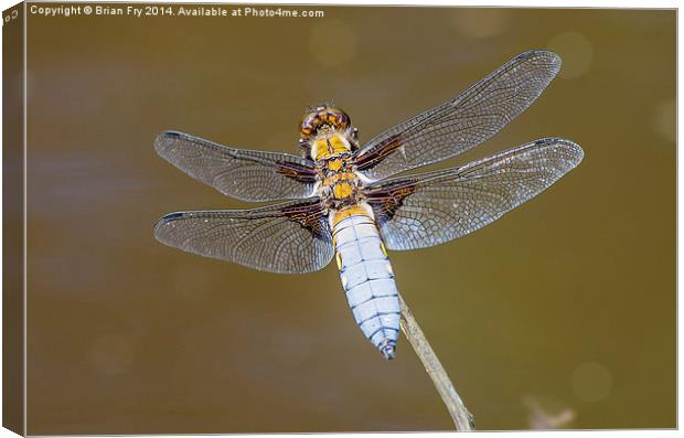 Broad bodied chaser dragonfly Canvas Print by Brian Fry
