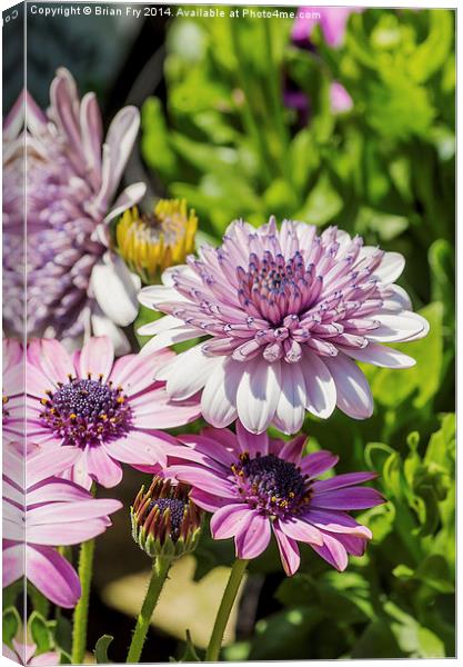 Double Osteospermum flower Canvas Print by Brian Fry