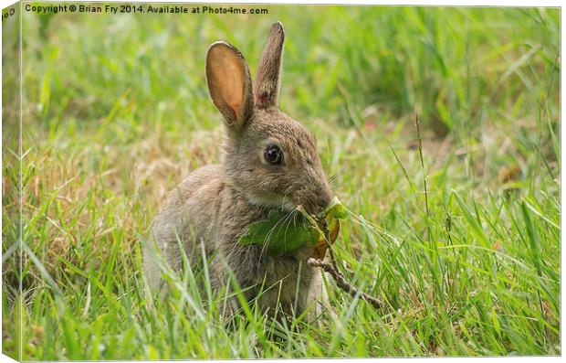 Common brown rabbit Canvas Print by Brian Fry