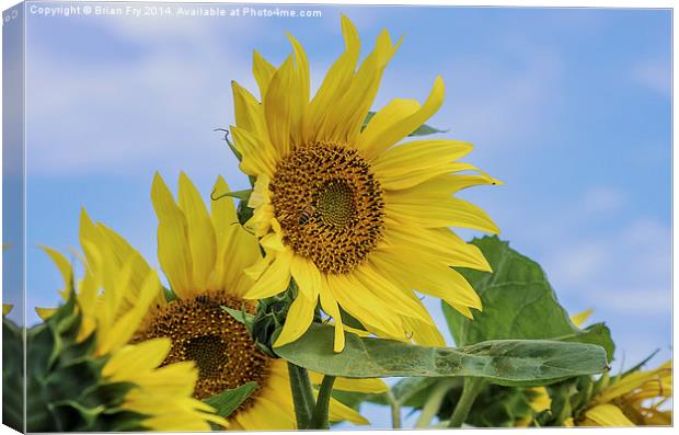  Sunflower sunshine Canvas Print by Brian Fry