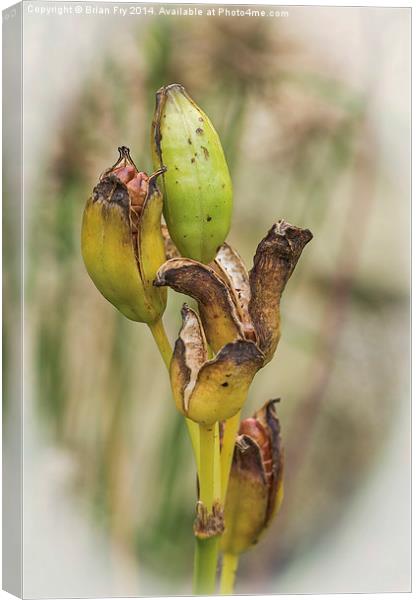  Bursting Out Canvas Print by Brian Fry