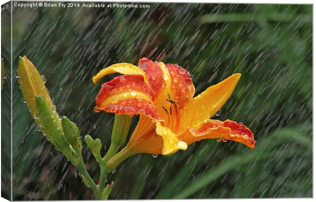 Lily in the rain Canvas Print by Brian Fry