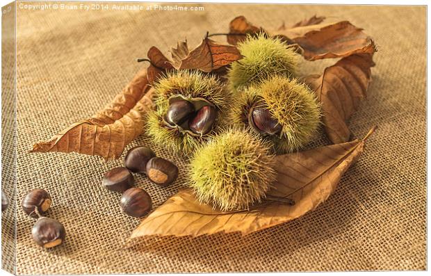  Sweet Chestnut seed pods Canvas Print by Brian Fry