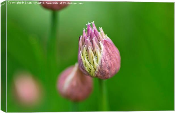  Chive flower Canvas Print by Brian Fry