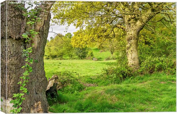  Countryside scene Canvas Print by Brian Fry