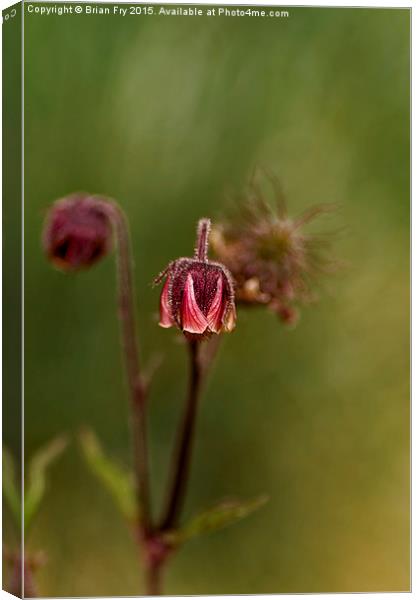 Geum Rivale Canvas Print by Brian Fry