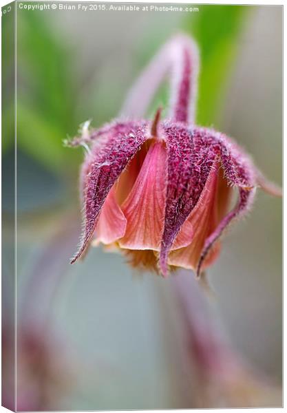 Geum Rivale Canvas Print by Brian Fry