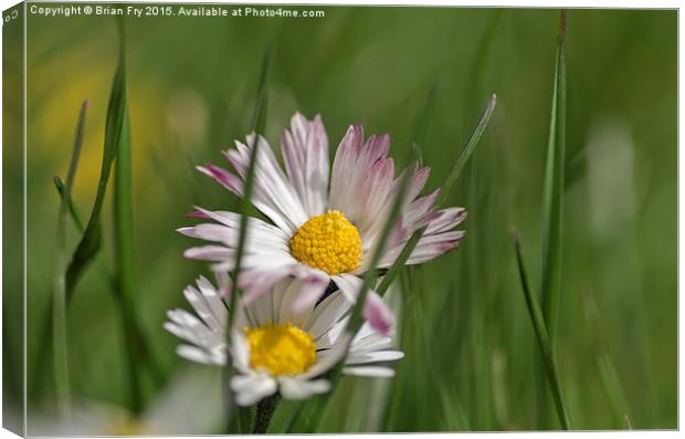  Daisy in long grass Canvas Print by Brian Fry