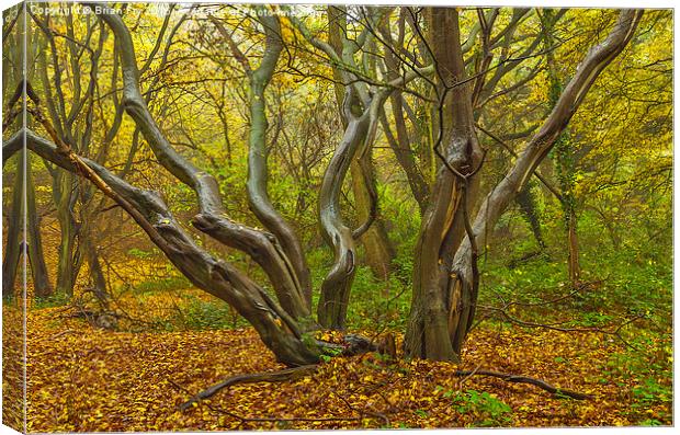  Woodland Sculpture Canvas Print by Brian Fry