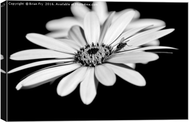 Osteospermum and fly Canvas Print by Brian Fry