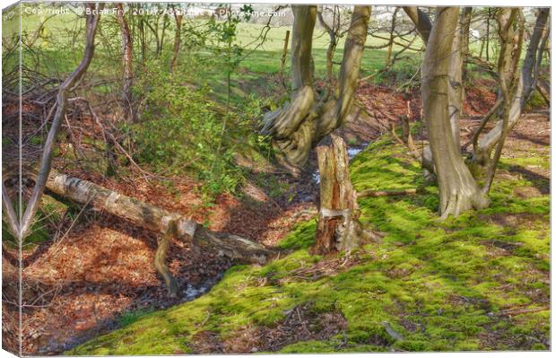 Woodland stream Canvas Print by Brian Fry