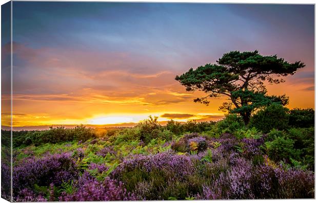 New Forest Sunset at Bratley View Canvas Print by Kevin Browne