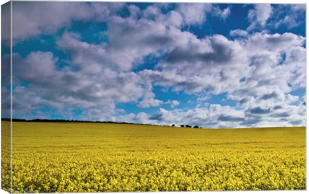 Sunrise Over A Rapeseed Field Canvas Print by Kevin Browne