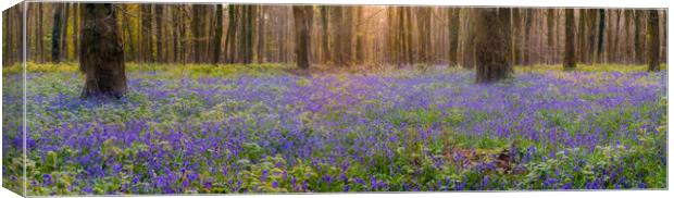 In Amongst The Bluebells Canvas Print by Kevin Browne
