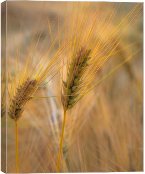 Summer Wheat Canvas Print by Kevin Browne