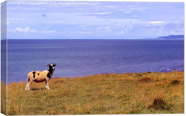 Welsh Sheep, Wales. Canvas Print by Lauren Bywater