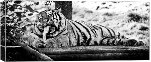 A Hungry Tiger. Canvas Print by Heather Wise