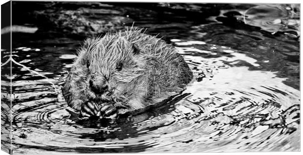 Bathing Beaver. Canvas Print by Heather Wise