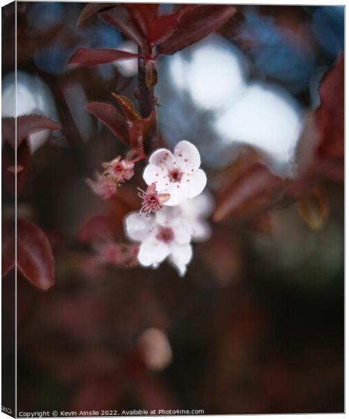 Blossom 2 Canvas Print by Kevin Ainslie