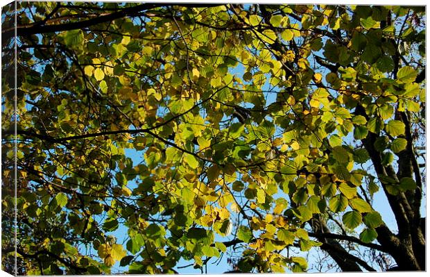 Autumn Leaves in the Afternoon Canvas Print by Steven Cole