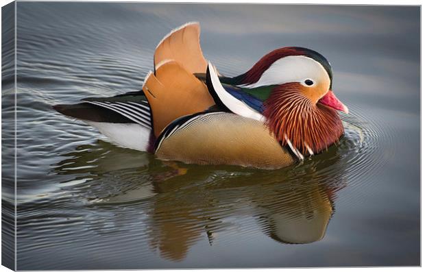 Mandarin Duck Canvas Print by Alex Clark