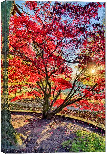 The Red Tree Canvas Print by Alex Clark