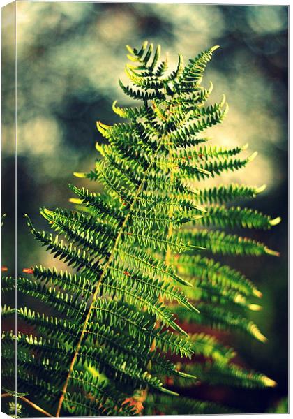 The dancing ferns Canvas Print by Annie Japaud
