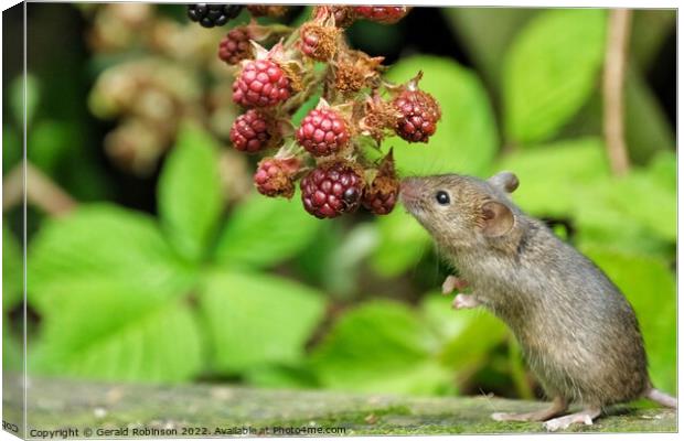 Mouse and the blackberries Canvas Print by Gerald Robinson