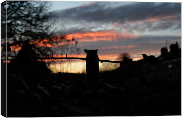 Mouse sunset Canvas Print by Gerald Robinson