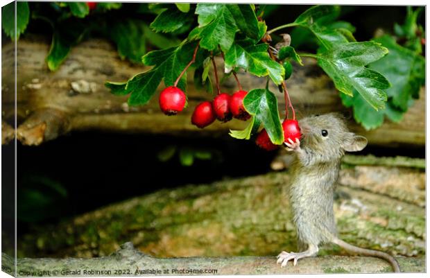 Mouse feeding on berries Canvas Print by Gerald Robinson