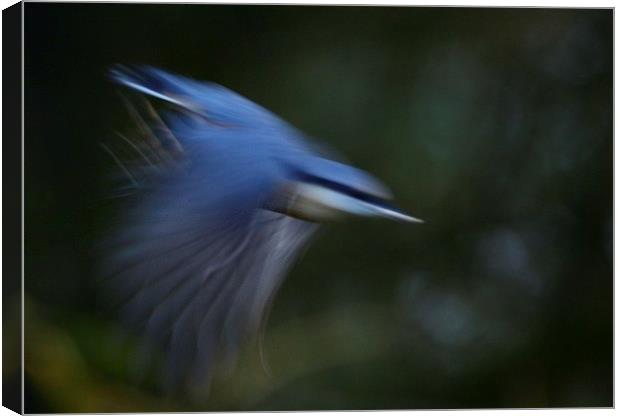 Nuthatch in motion Canvas Print by Gerald Robinson